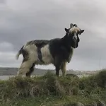Ballyhack By The Sea *