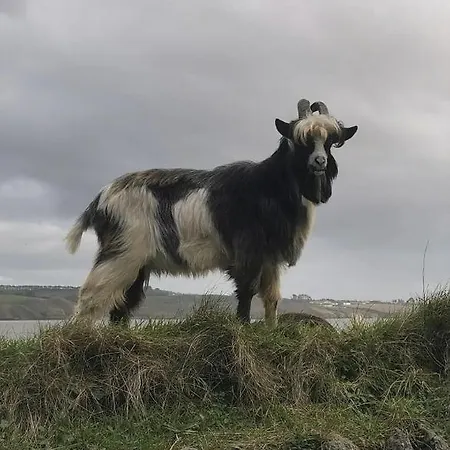 Ballyhack By The Sea *
