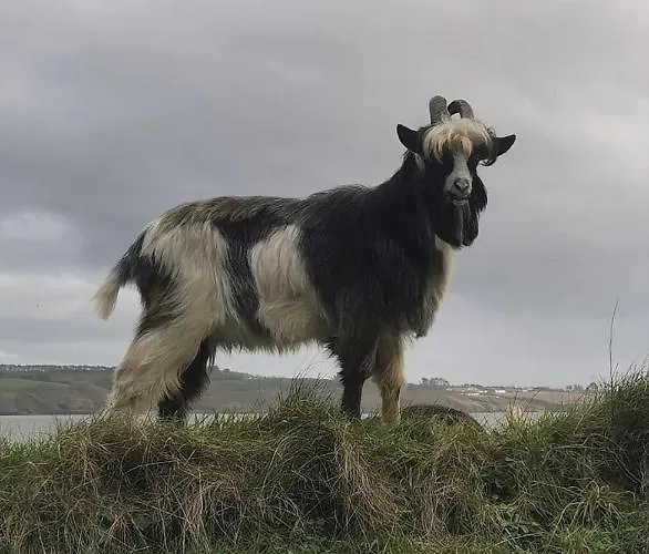 Ballyhack By The Sea *